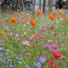 Blumenwiese für die Natur und das Auge