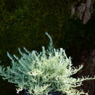 HL8A3432-2.JPG