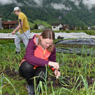 GASCHT erntet Bio-Kisten