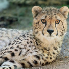 Geparden im Tiergarten Schönbrunn: Sibaya, Malkia, Tuli und Pakafeiern ersten Geburtstag