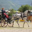 Viechtwang Dressurtag II 2021 801.jpg