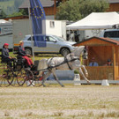 Viechtwang Dressurtag II 2021 806.jpg