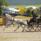 Viechtwang Dressurtag II 2021 843.jpg