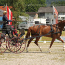 Viechtwang Dressurtag II 2021 1122.jpg