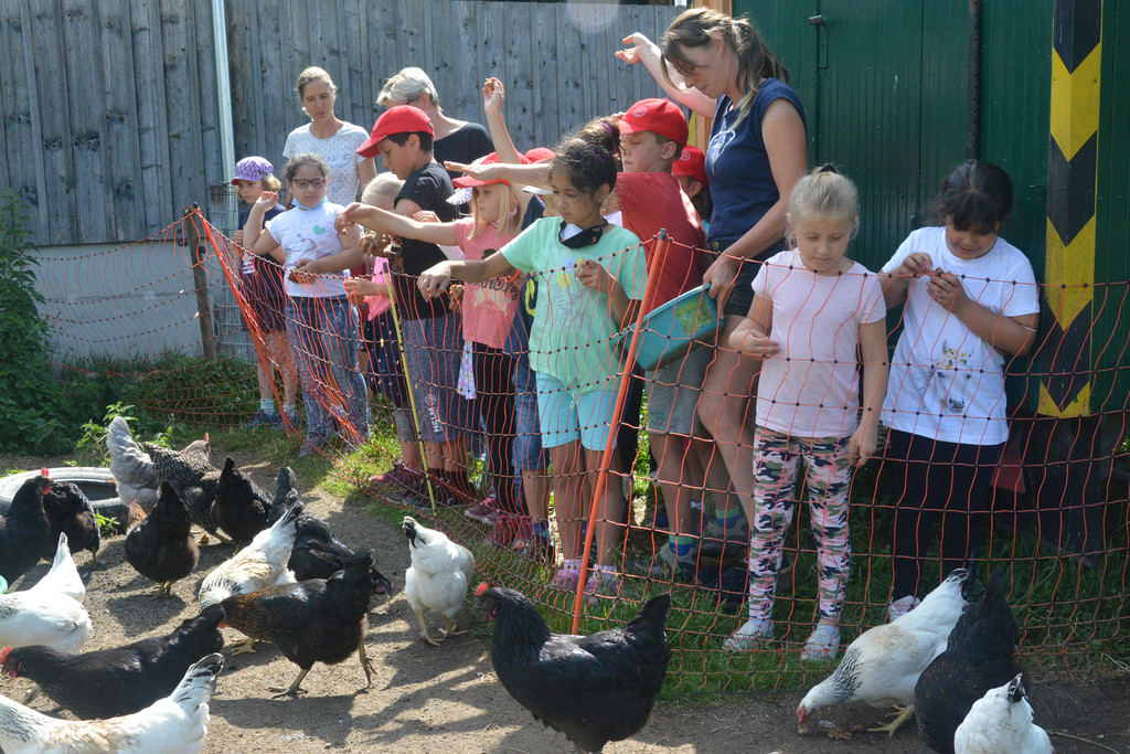 f__tterung h__hner.jpg