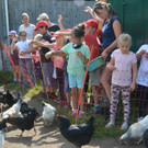 f__tterung h__hner.jpg