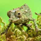 "Schmuggel"-Chamäleons im Tiergarten Schönbrunn haben Nachwuchs: Bilder