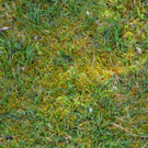 Rasen vermoost2.JPG
