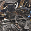 Japan_Mudslide_95426.jpg