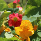 IMG_3272.JPG