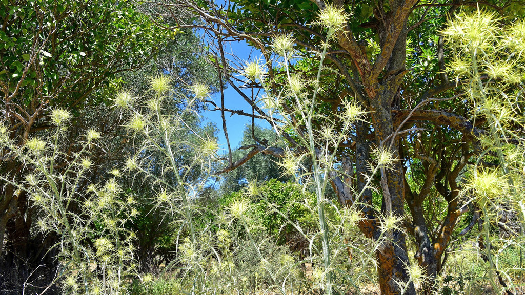 DSC_6984xx - Kopie - Kopie _2_.jpg