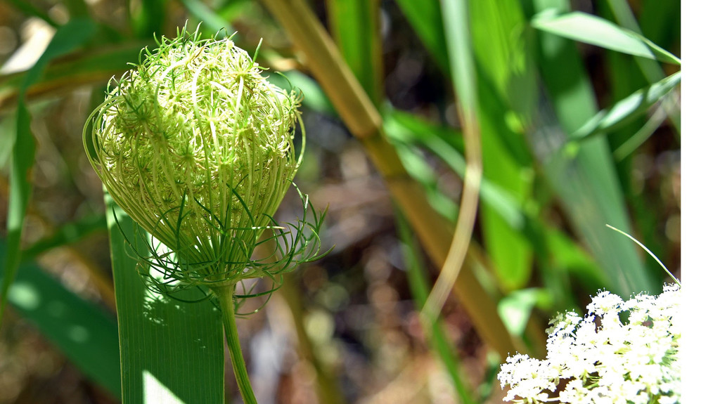 DSC_6994xx - Kopie - Kopie.jpg