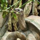 Ältester Bewohner des Tiergartens Schönbrunn ist tot: Das war Schildkröte Schurli