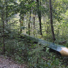 Bleistift_Vith_Wald_2009.jpg