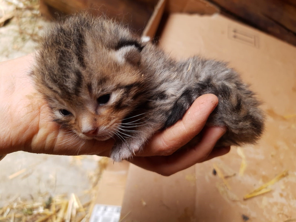 202107_babywildkatze2021.jpg