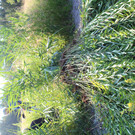 IMG_5178.JPG