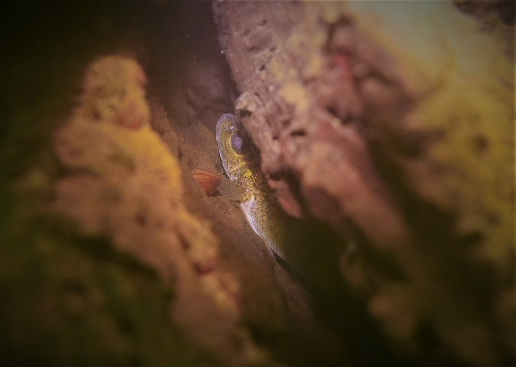 FischKopfloch.jpg
