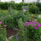 Gemeinschaftsgarten Sonnengarten im Nussweg in Hard
