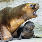 Nachwuchs: Robben-Baby im Tiergarten Schönbrunn geboren