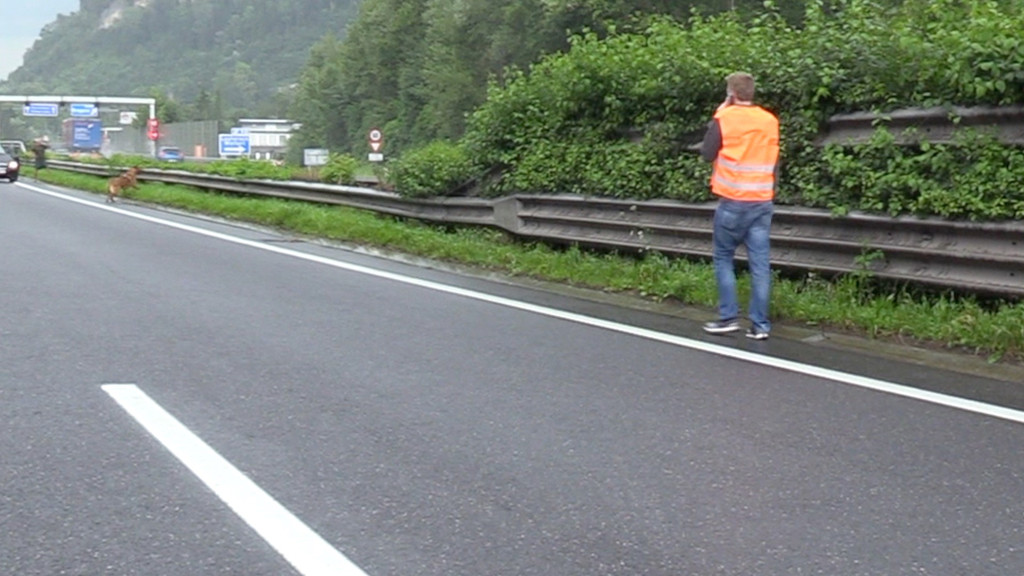 hund a14 2.jpg