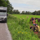 Pferd rutscht in den Graben