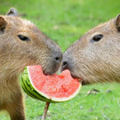 Zootiere feiern Welttag der Wassermelone: Eindrücke von Schmaus und Spiel