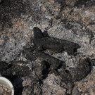 Greece_Wildfire_52402.jpg