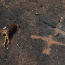 Greece_Wildfire_55176.jpg