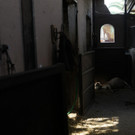 Greece_Wildfire_68420.jpg