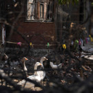 Greece_Wildfire_91909.jpg