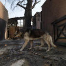 Greece_Wildfire_93274.jpg