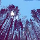 Wald.png
