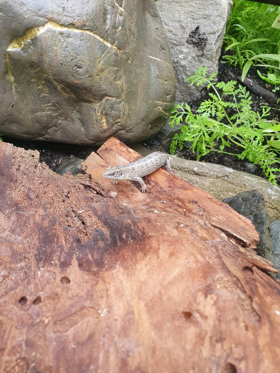 20210806_eidechse_wildpark_mauereidechse_sk.jpg