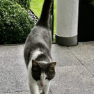 Grau-weiße Katze