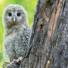 Habichtskauz aus Schönbrunn wird wiederangesiedelt 