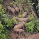 China_Wandering_Elephants_25574.jpg