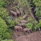 China_Wandering_Elephants_66441.jpg