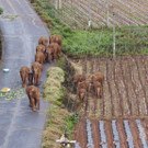 China_Wandering_Elephants_36422.jpg