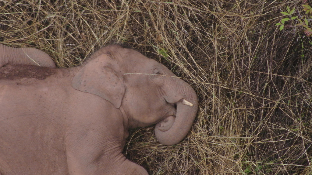 China_Wandering_Elephants_03264.jpg