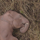 China_Wandering_Elephants_03264.jpg