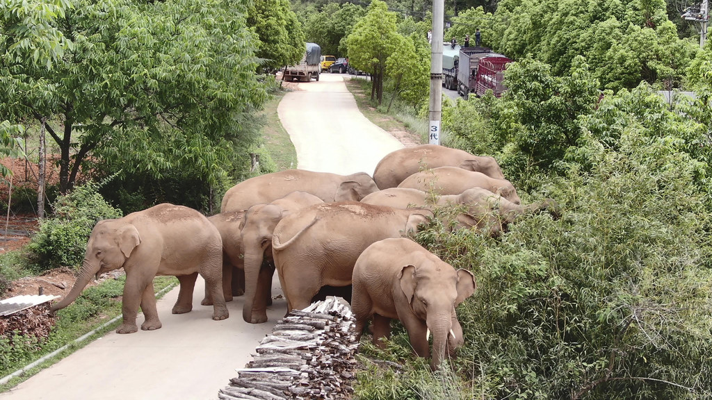 China_Wandering_Elephants_07885.jpg