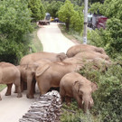 China_Wandering_Elephants_07885.jpg