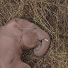 China_Wandering_Elephants_03264_1.jpg