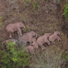 China_Wandering_Elephants_01972.jpg