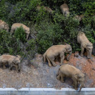 China_Wandering_Elephants_64051.jpg