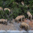 China_Wild_Elephants_90608.jpg