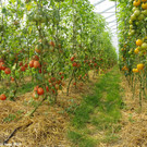 RA_Vetterhof_2021_40.jpg