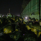 AFP_9LH973.jpg