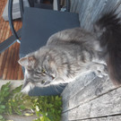 Kira, Vermisst in Vandans