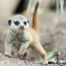 Erdmännchen-Nachwuchs im Tiergarten Schönbrunn auf Erkundungstour